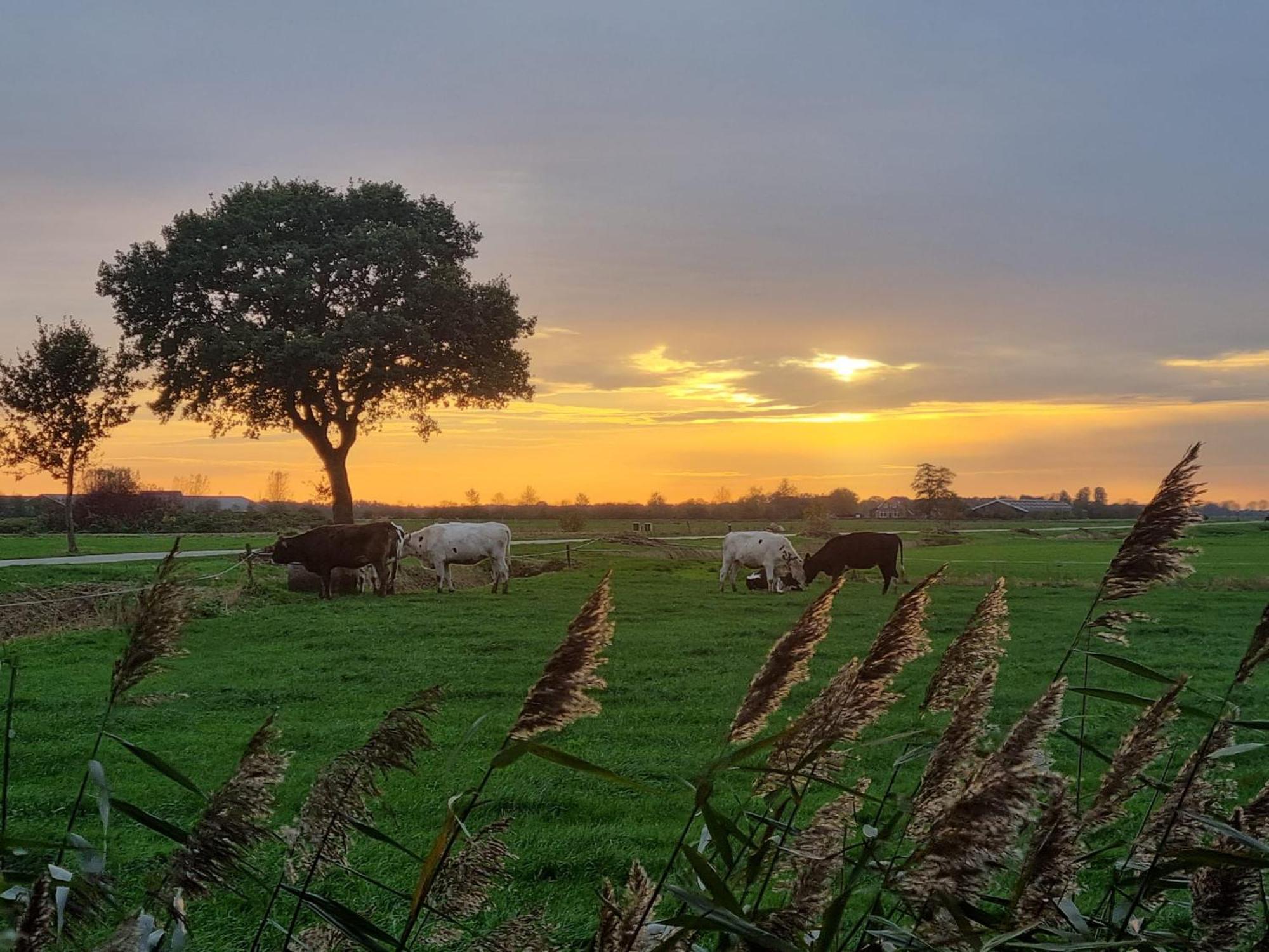 Guesthouse Het Gouden Eiland Veendam 外观 照片